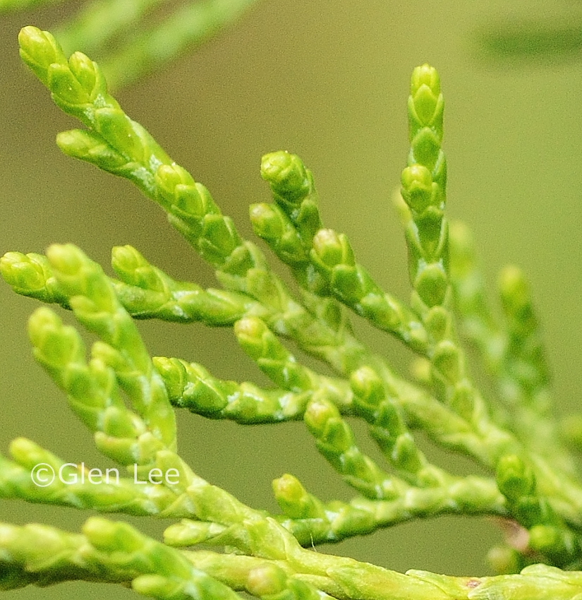 Juniperus scopulorum photos Saskatchewan Wildflowers